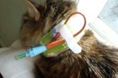 Long-tube-looped-under-velcro-on-Kitty-Kollar