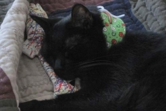 Louie-Napping-in-Canada-in-Kitty-Kollar