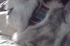 Lucy-Mantuano-handsome-in-Kitty-Kollar