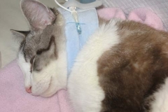 Magellan-naps-in-his-Kitty-Kollar