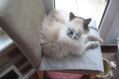 Maisie-the-Himmie-in-UK-with-Kitty-Kollar