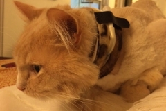 Mantequilla-enjoying-his-new-Kitty-Kollar