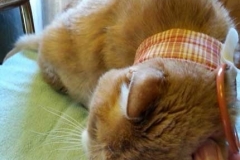 Marley-sporting-his-new-Kitty-Kollar-and-getting-his-ear-scratched