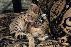 Max-with-kitty-kollar