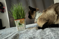 Maya_KittyKollar