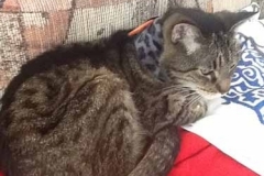 MeMe-sporting-Snow-Leopard-Kitty-Kollar