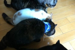 Mica-in-Hong-Kong-wears-Kitty-Kollar-and-eats