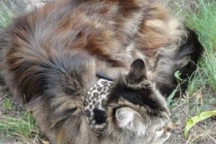 Millie-getting-her-sun-in-Leopard-Kitty-Kollar