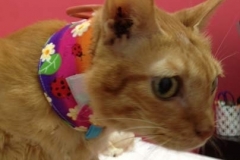 Mimi-in-Taiwan-with-Ladybug-Kitty-Kollar