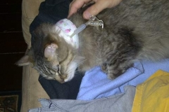 Misha-Wylupski-with-Kitty-Kollar-and-Y-Port-Tube