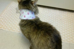 Misha-with-MILA-tube-and-Kitty-Kollar