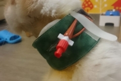 Modeling-Kitty-Kollar-in-Hong-Kong