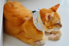 Mr-Brown-in-Singapore-sporting-plaid