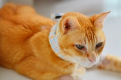 Mr-Brown-in-Singapore-wearing-plaid-Kollar