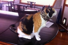 Munchkin-from-Hong-Kong-in-Kitty-Kollar