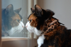 Natacha-from-Finland-in-her-leopard-Kollar