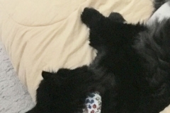 Neelix-taking-a-nap-in-his-Kitty-Kollar