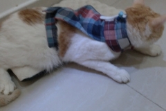 Newton-wearing-his-Kitty-Kollar