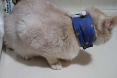 Oliver-in-Milwaukee-with-Kitty-Kollar