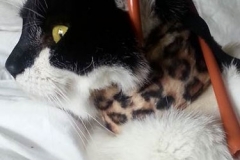 Oreo-in-her-chic-leopard-print-Kitty-Kollar