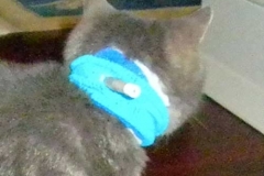 Pang-with-bandages-before-Kitty-Kollar
