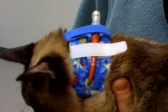 Peony-with-Kitty-Kollar-and-extra-strap