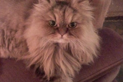 Perseus-waiting-for-his-Kitty-Kollar