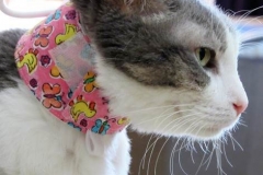 Pixie-in-her-new-Kitty-Kollar