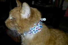 Prancer-posing-in-his-Kitty-Kollar