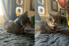 Pride-wearing-Kitty-Kollar