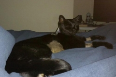 Princess-Sugar-Kittykins-relaxing-in-her-Kitty-Kollar