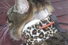 Riley-in-Georgia-with-leopard-Kitty-Kollar