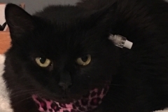 Roxy-sporting-her-pink-leopard-print-Kitty-Kollar