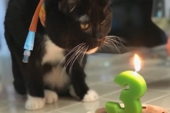 Rye-turning-3-in-her-Kitty-Kollar