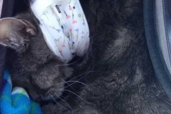 Sally-in-Georgia-getting-comfy-with-her-Kitty-Kollar