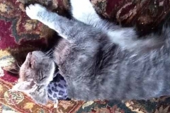 Scampi-wears-snow-leopard-Kitty-Kollar