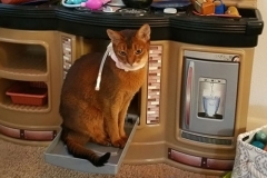 Seabiscuit-hanging-out-in-his-Kitty-Kollar