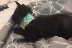 Seraphina-taking-a-nap-in-her-Kitty-Kollar