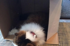 Shrummie-napping-in-his-new-Kitty-Kollar