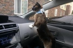 Smokey-scoping-things-out-in-his-Kitty-Kollar