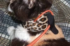 Stinker-from-Feline-Assisted-Feeding-with-Leopard-Kitty-Kollar