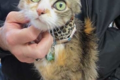 Sunny-McGloin-Kitty-Kollar-brings-out-those-eyes