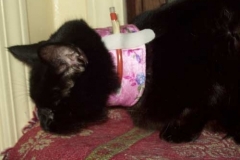 Sweet-Adeline-Fakaheny-with-Pink-Brocade-Kitty-Kollar