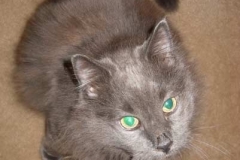Sweet-grey-kitty-Minash-before-Kitty-Kollar