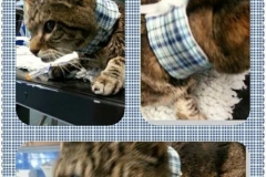 Tillie-in-England-sports-plaid-Kitty-Kollar