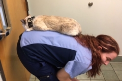 Tina-relaxing-anywhere-she-can-in-her-new-Kitty-Kollar