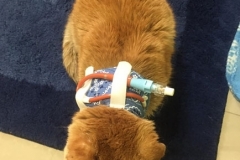 Tommy-hanging-out-in-his-Kitty-Kollar