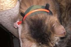 Top-view-double-velcro-camo-Kitty-Kollar