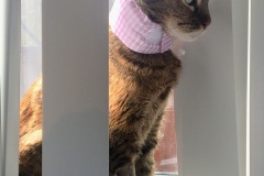 Tortie-Kitty-Kollar