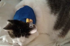 Traditional-bandaging-Cuddles-in-UK-before-Kitty-Kollar